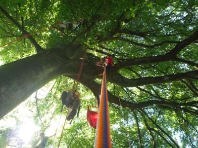Terres et Cimes - grimpe d'arbres & animations nature