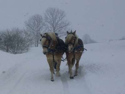 Les Attelages du Grandvaux en hiver