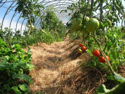 Le Champ des 6 Reines - Maraîchage diversifié AB